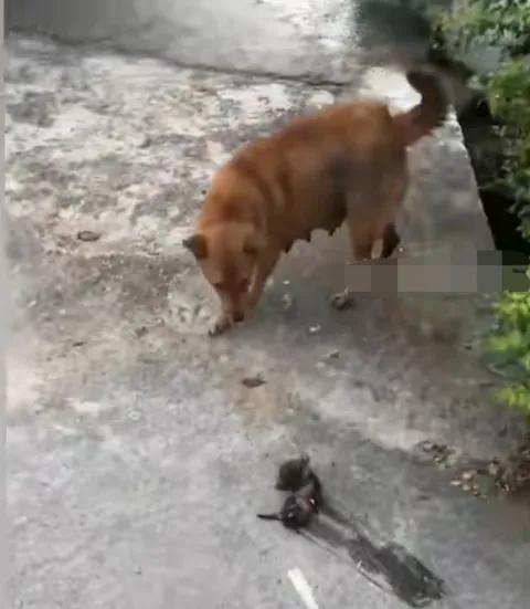 狗妈妈带小狗打架,狗妈妈打狗宝宝