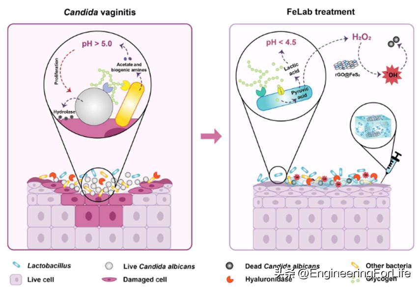 鐩婄敓鑿屾姂鑿屽嚌鑳跺绉戣嵂涓昏鍔熸晥,鐩婄敓鑿屾姂鑿屽嚌鑳惰兘娌诲翱璺劅鏌撳悧