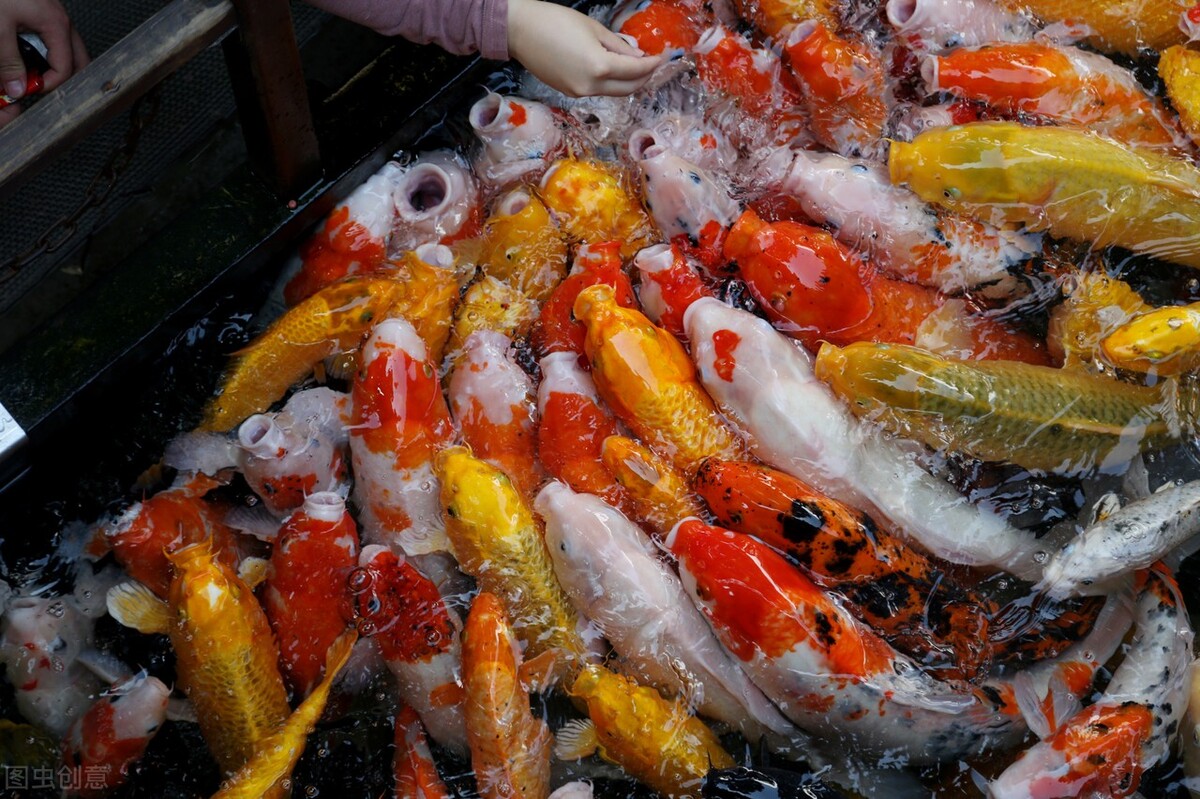 金龙鱼锦鲤的饲养方法视频,新手养鱼怎么把锦鲤鱼养好