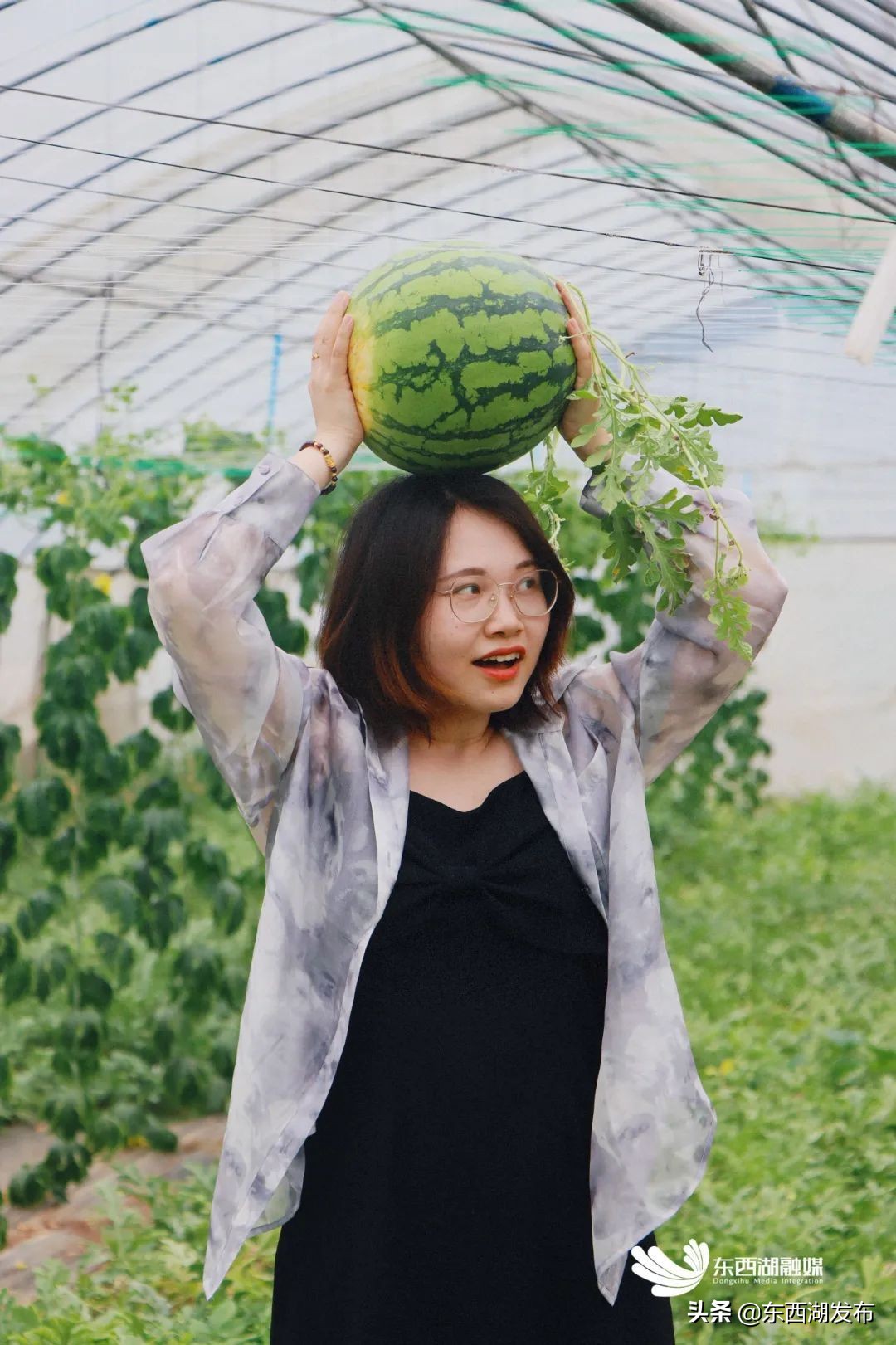 荷花开了夏天到了,荷花开了夏天又来了