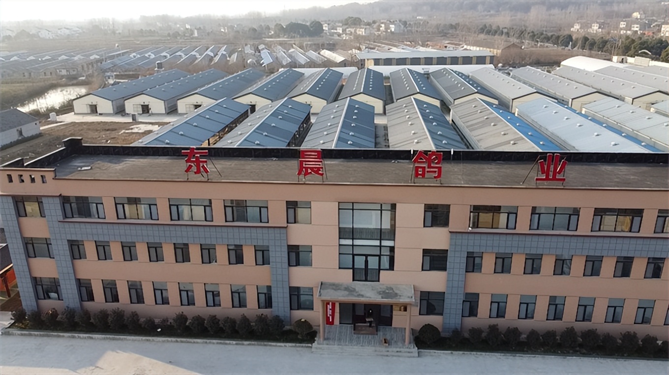 小鸽子大产业,小鸽子孵出乡村大产业