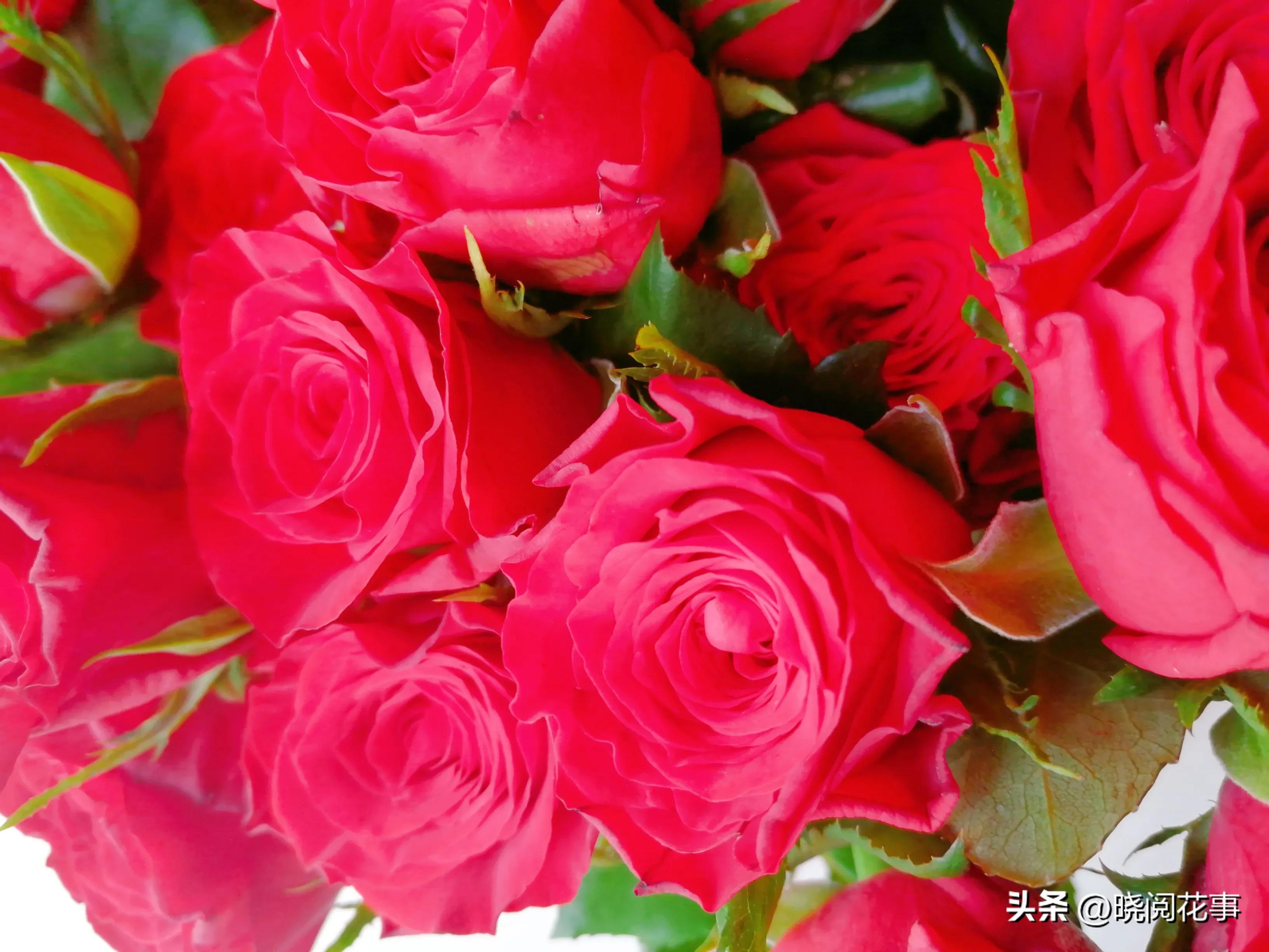 怎么提前准备花表白,表白女朋友送什么花