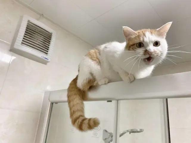 假的劳力士搞笑,劳力士腕表搞笑段子