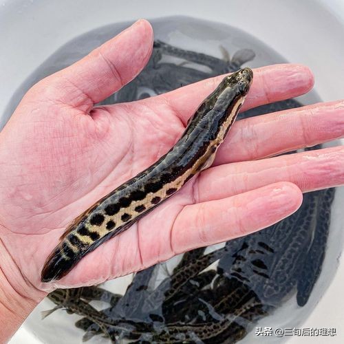 人工饲料和野生杂鱼,人工混合鱼饲料配方