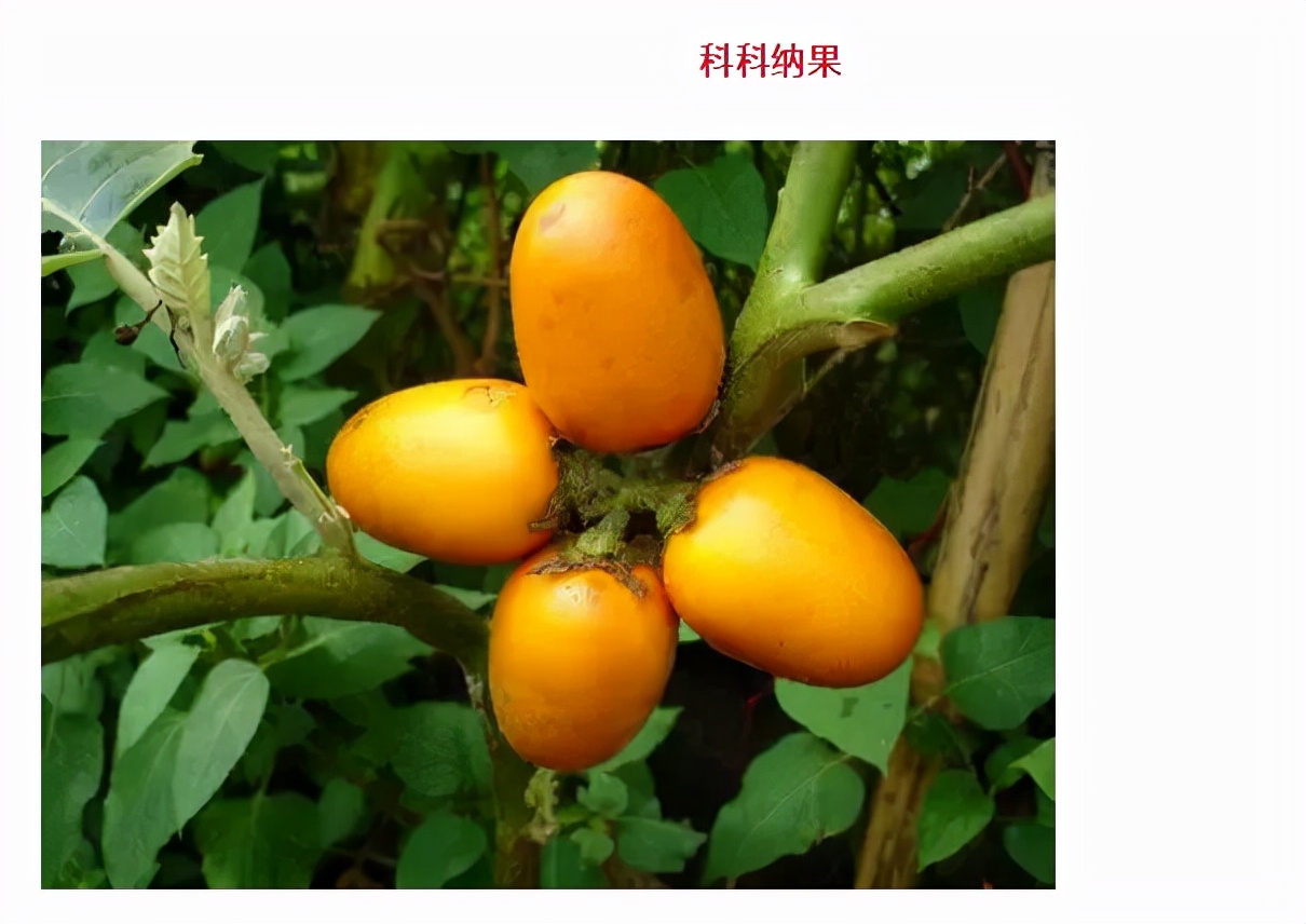 世界最好吃的水果十大排行,世界最营养又好吃的水果有哪些