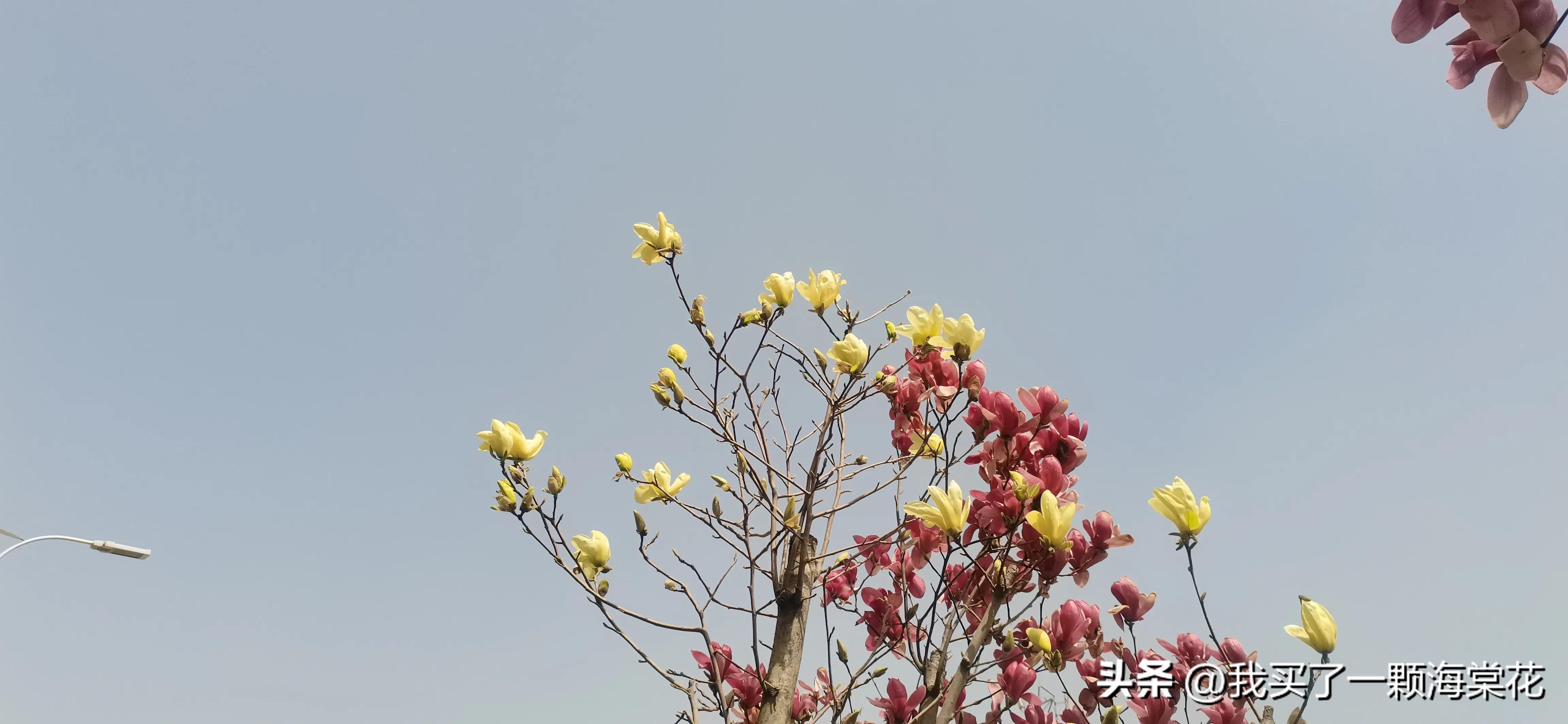 春寒料峭玉兰花开,春意渐浓玉兰花图片