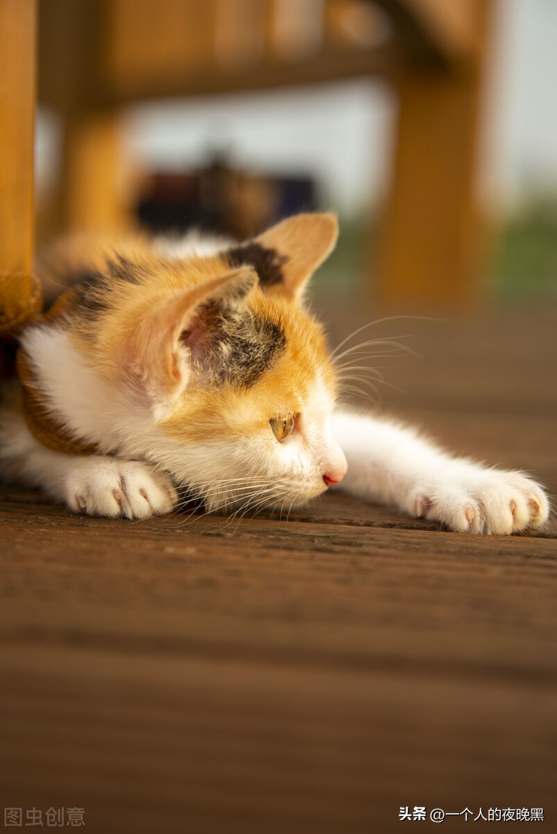 三花猫是什么品种的猫,中国名猫的品种你知道多少