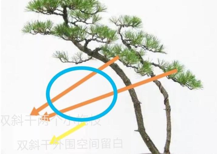 双杆盆景取舍图片,双杆盆景距离远怎么造型