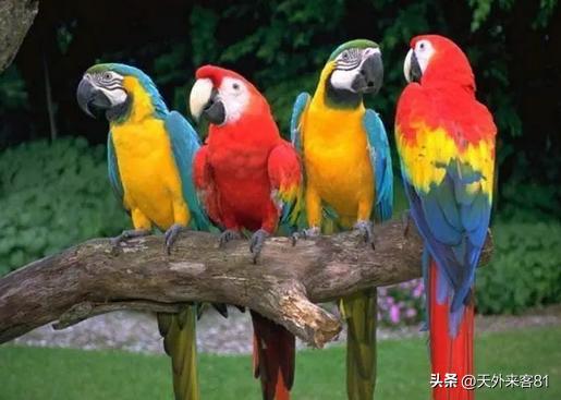 每日一动物：金刚鹦鹉【jīngāngyīngwǔ】