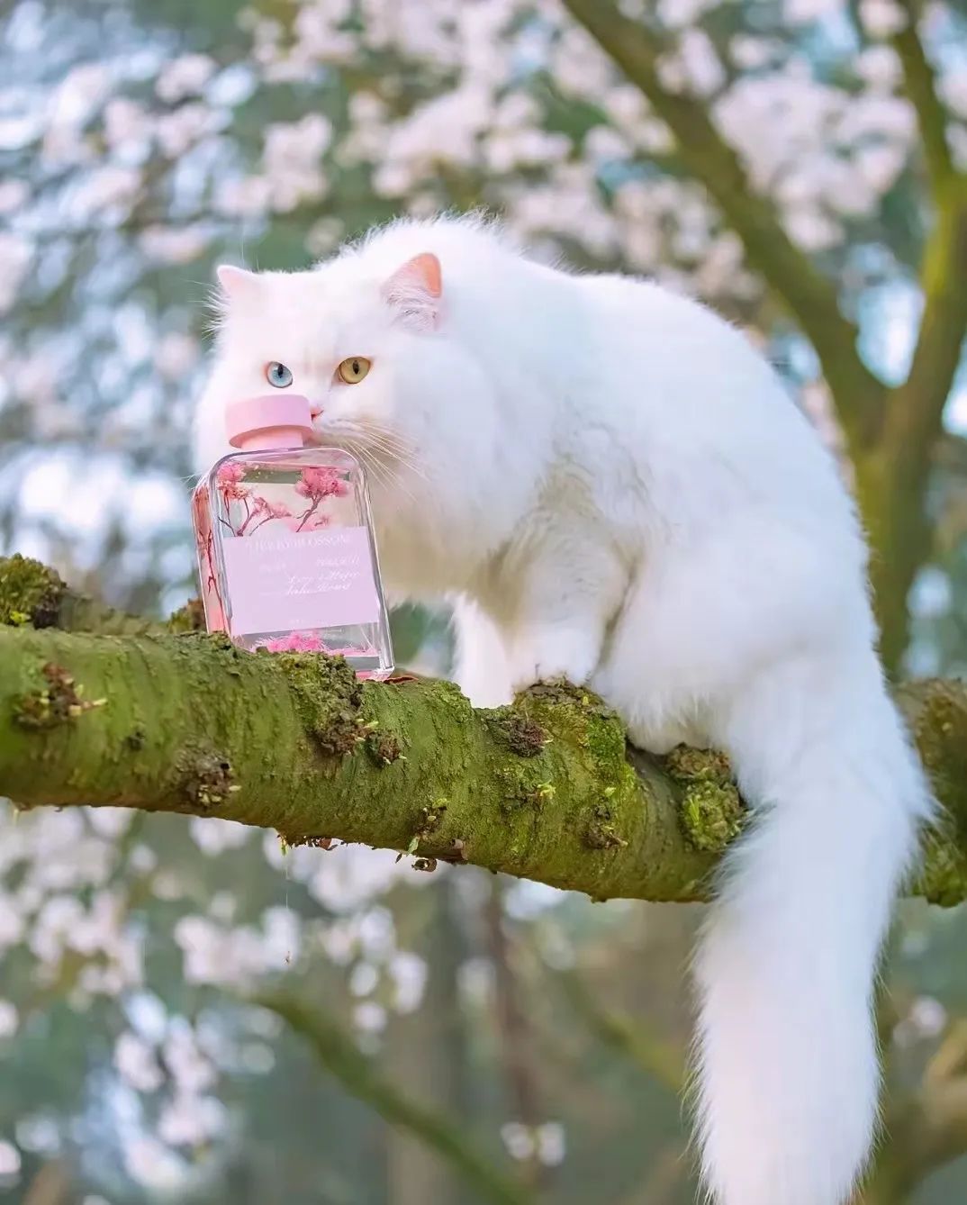 乾隆喜欢山东狮子猫吗,鸳鸯眼狮子猫乾隆