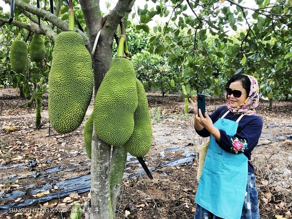 旅居海南：九所新区的浪漫情
