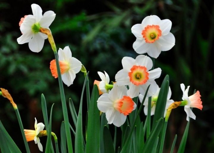 春游观赏的花有哪些,春天赏花什么花好看