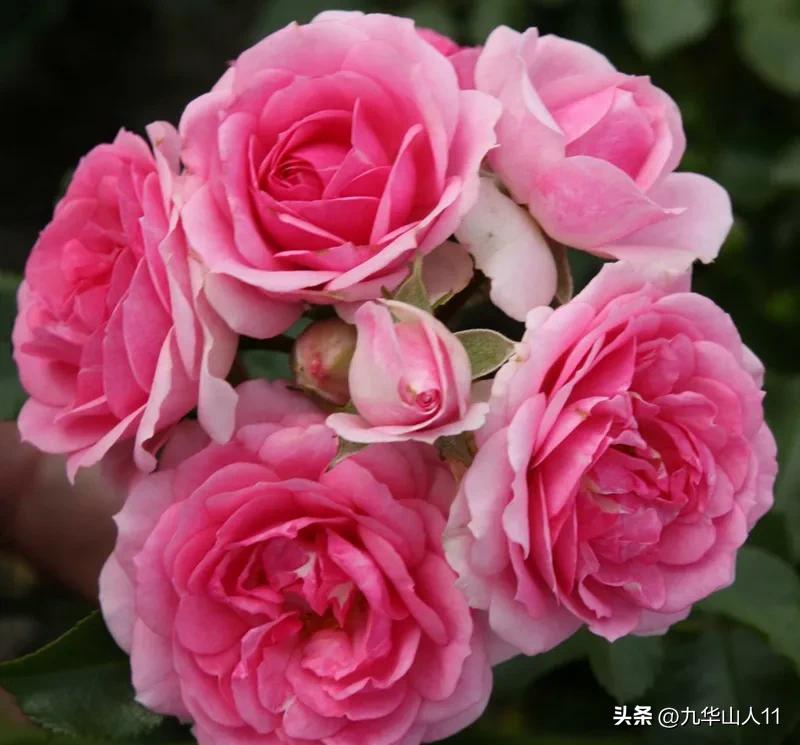 通过adr认证的月季品种,奥古斯塔路易斯月季是adr认证吗