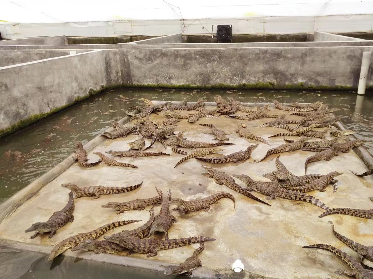 养殖1000条鳄鱼一年能赚多少钱,养殖五十条鳄鱼一年能有多少收入