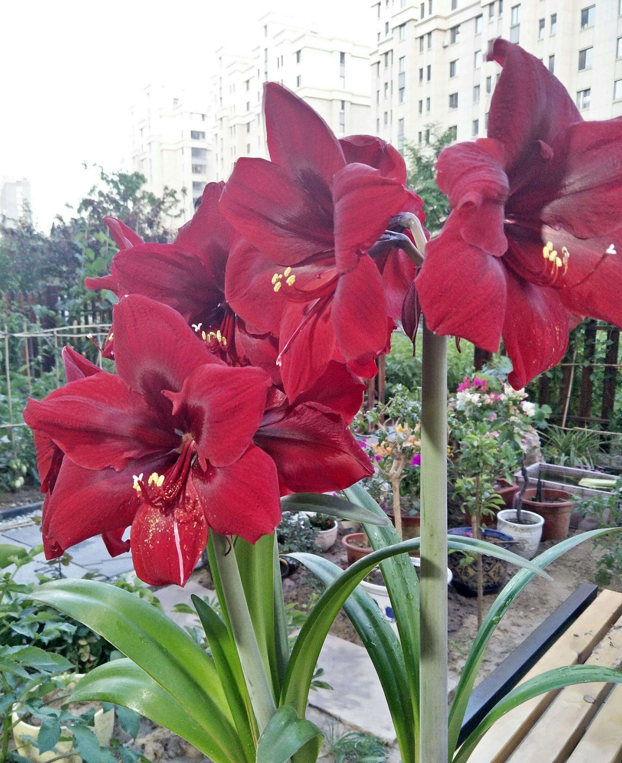 朱顶红怎样养才能开花,朱顶红怎么养才能开花结果