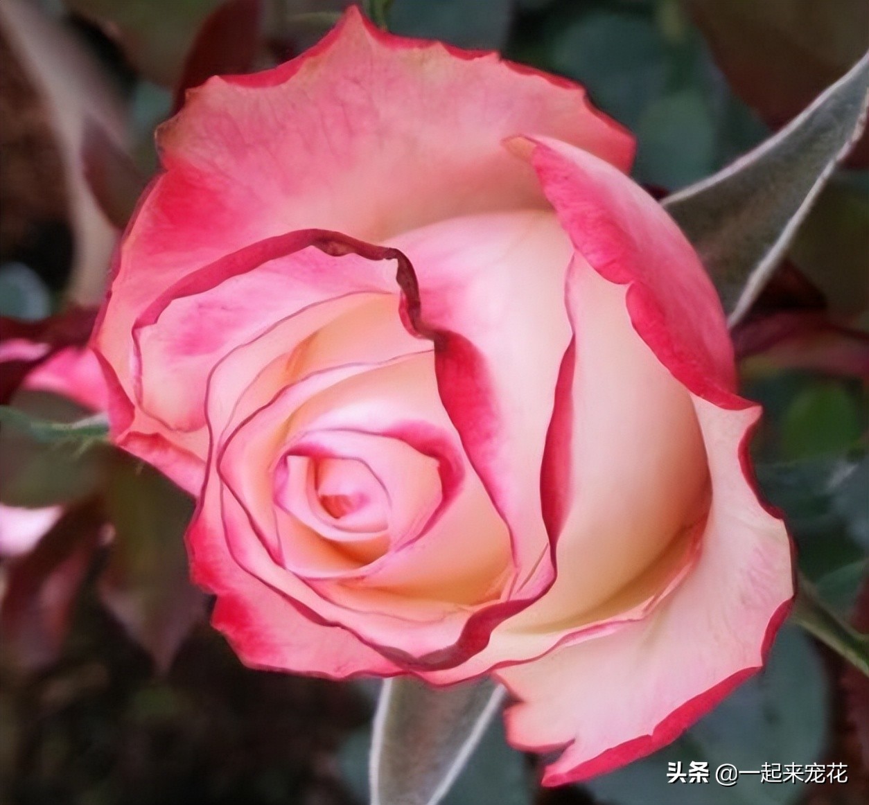 月季花最经典的100个品种,十大经典月季花品种大全