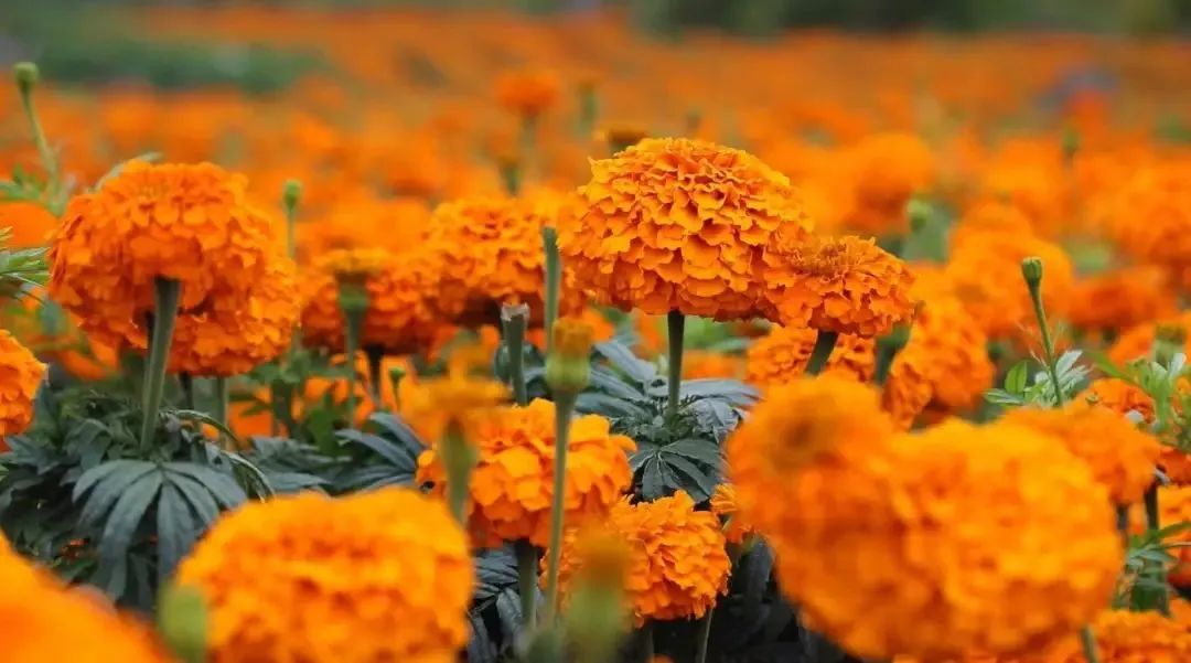 广州哪里有花海的景区,广州南沙区有哪些花海