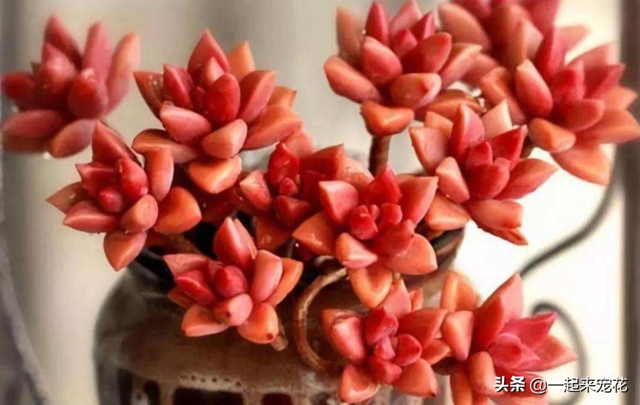 姬胧月怎么把杆养粗,姬胧月养护