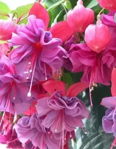 分享图片温暖大图,倒挂金钟花唯美视频