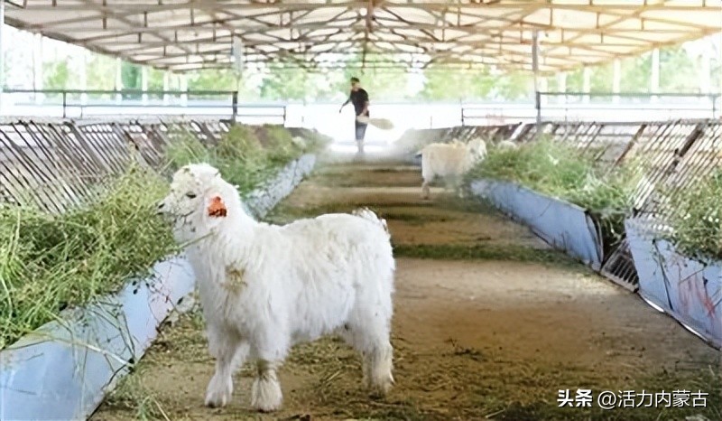 这场“羊”运会，内蒙古申请出战！