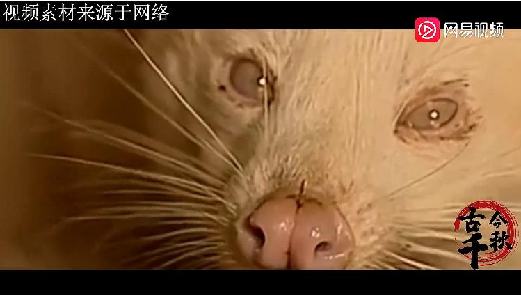 江西老农活捉六不像神兽,江西老汉活捉神兽四不像