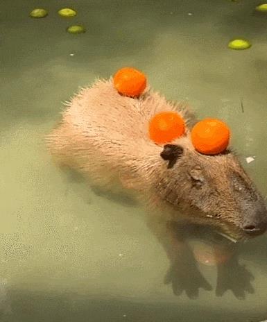 水豚喜欢一动不动,水豚为啥喜欢在水里