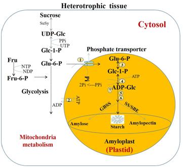 人工合成淀粉的新闻资料,人工合成淀粉新闻头条