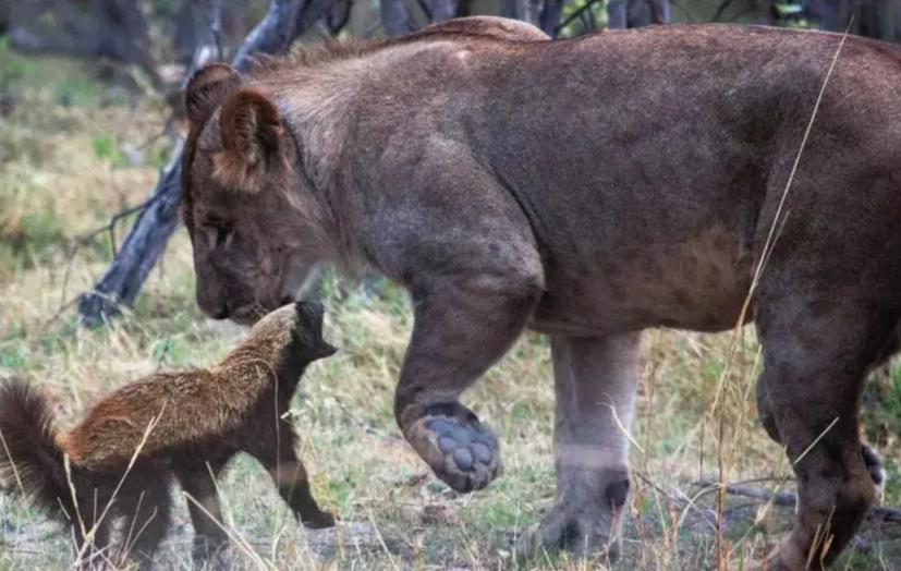 草原小霸王蜜獾,蜜獾那么凶猛真实的战斗力咋样