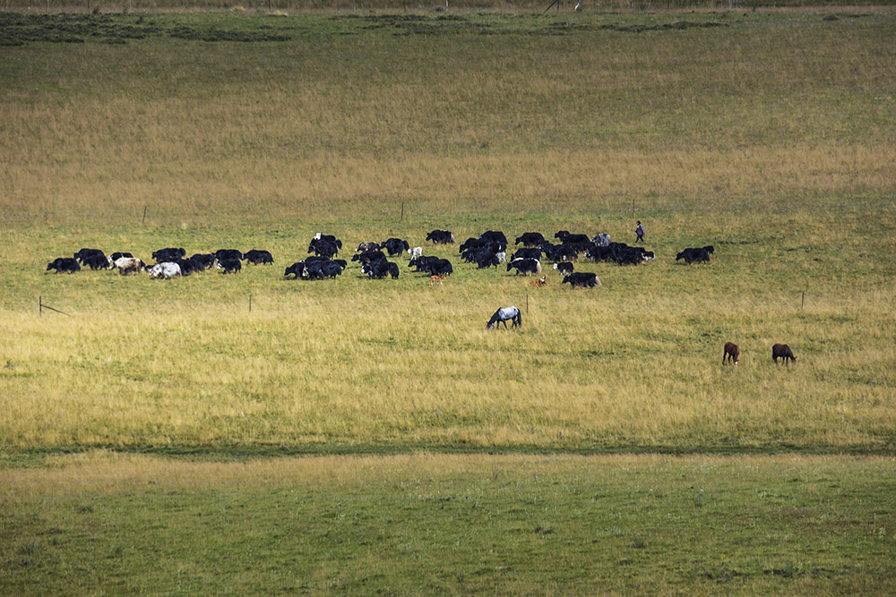 西部大草原旅游攻略,四川红原大草原自驾旅游攻略