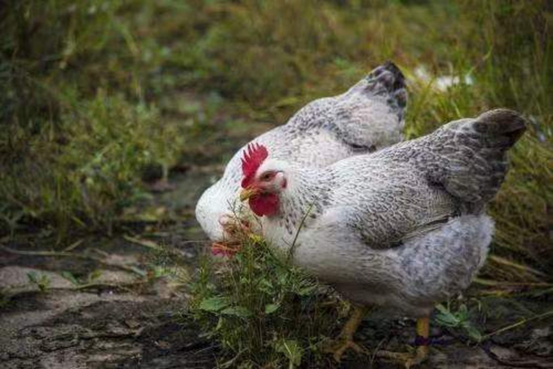 蛋鸡得了输卵管炎怎么办,蛋鸡输卵管炎的解剖临床表现