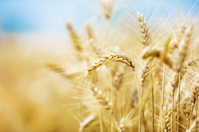 美元下一个锚定物可能是啥,美元锚定物是什么