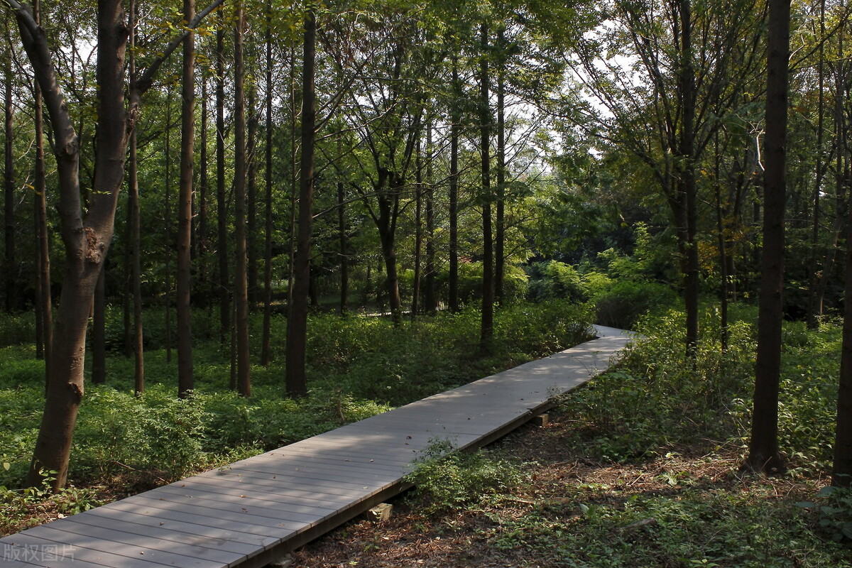 上海踏青2022,上海踏青最佳景点2021