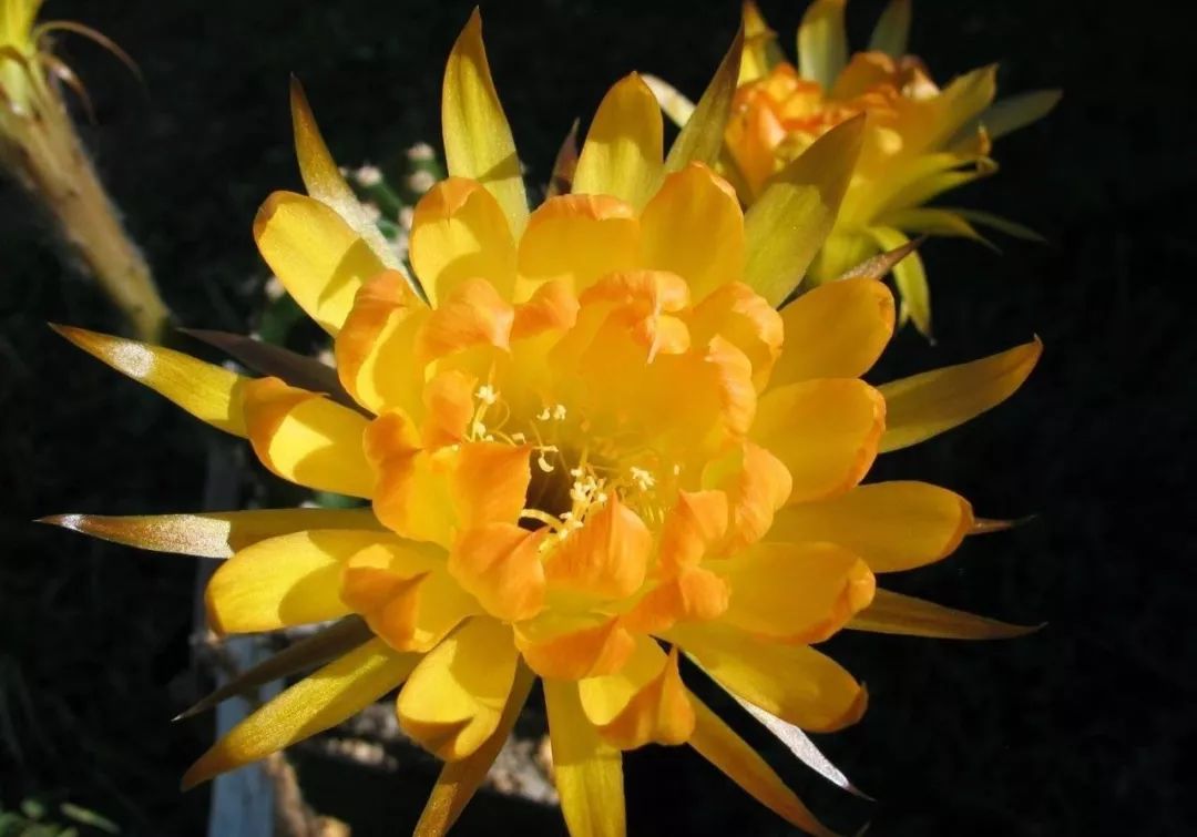 200种·仙人球开花图鉴，大开眼界，美到爆