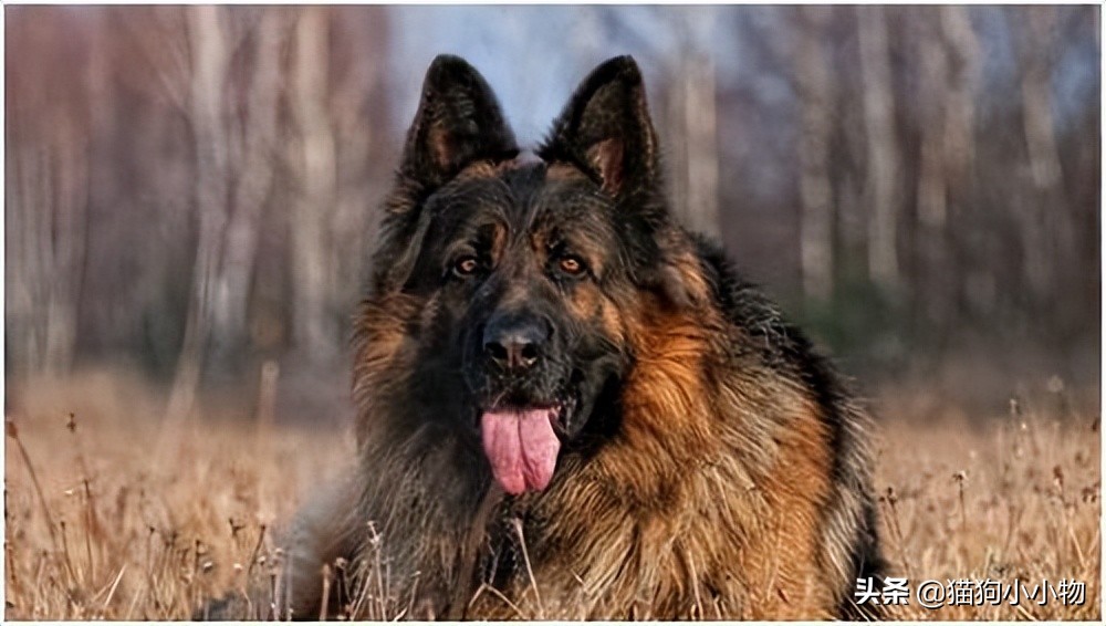 捷克狼犬pk警犬,捷克狼犬vs高加索犬谁强