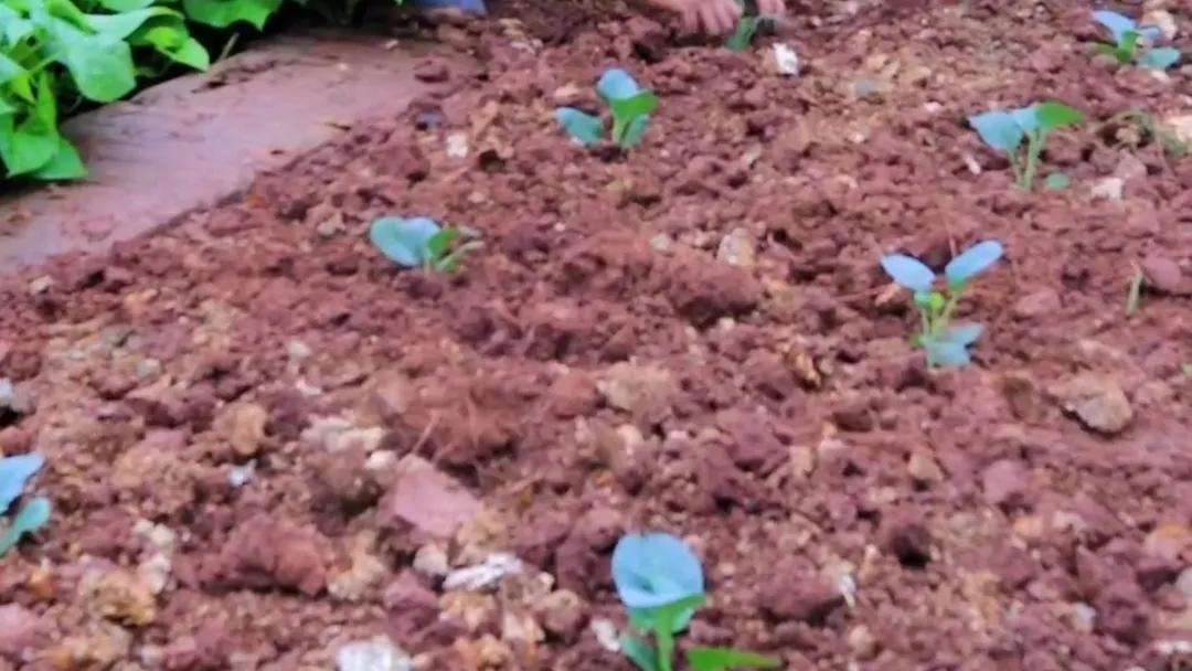 分享花菜好吃做法,分享农作物种植技巧