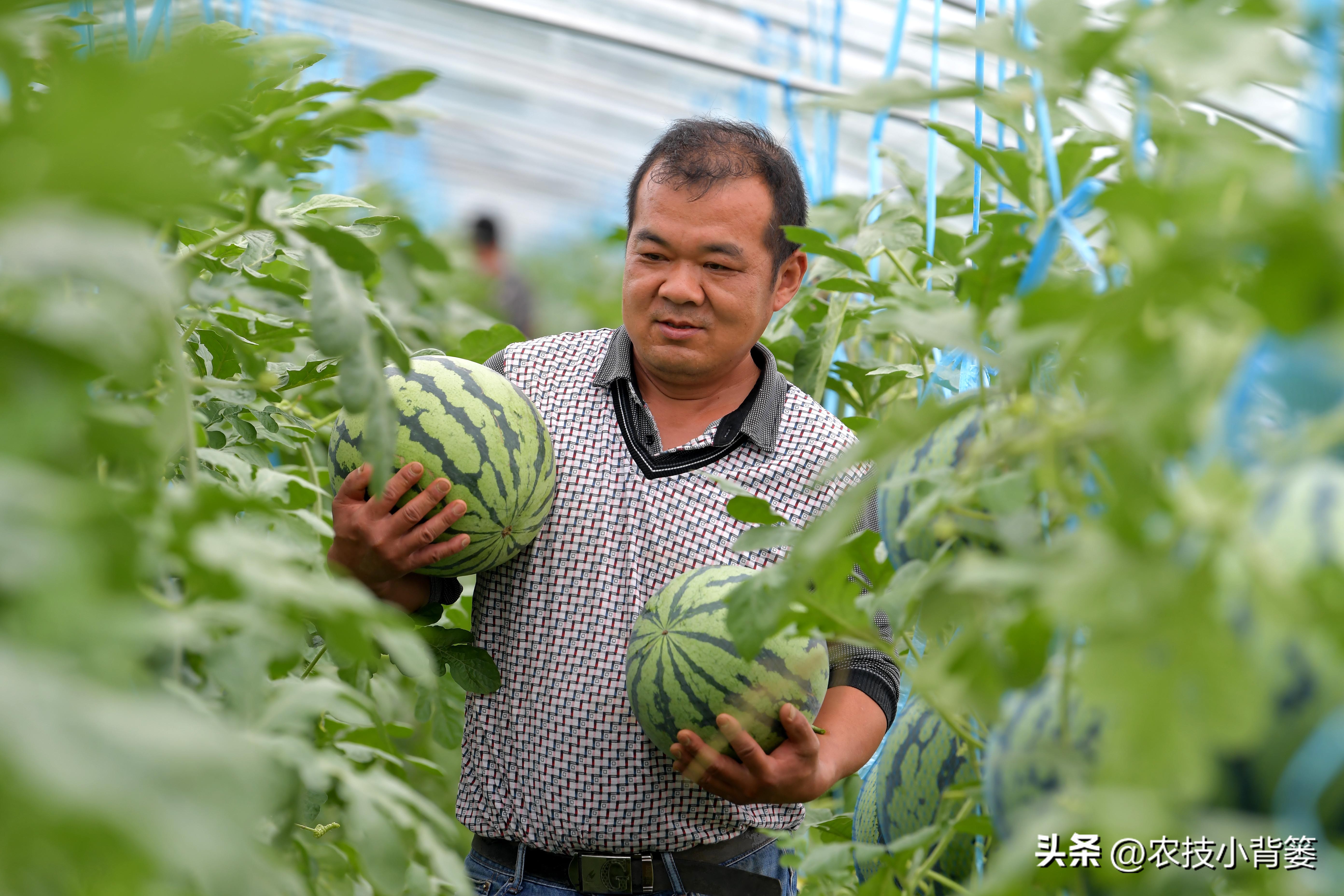 微生物菌肥的正确使用,微生物菌剂与菌肥区别是什么