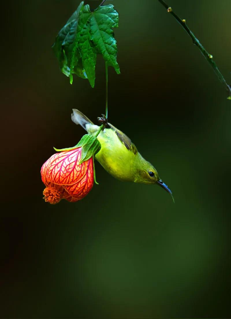 太阳鸟花的图片,太阳鸟精彩图片