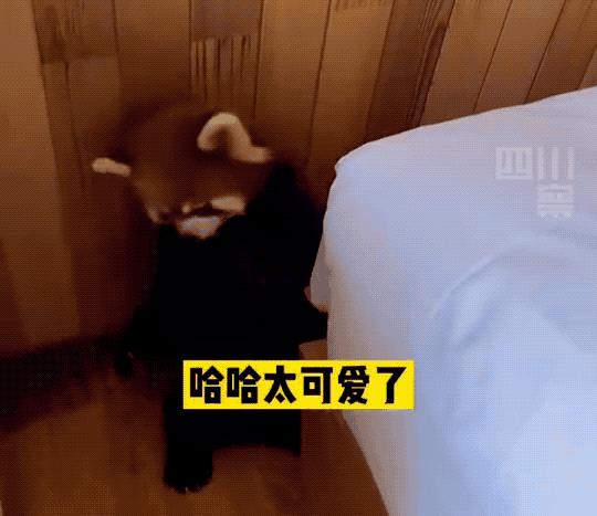 南京盐水鸭真的很好吃吗,在南京你能品尝到的小吃