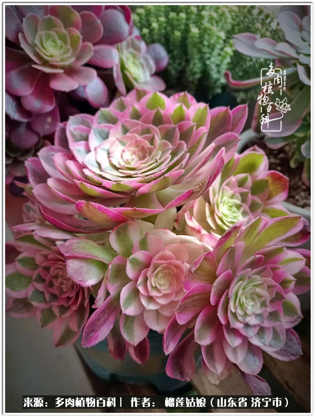 繁花似锦觅安宁淡如流水度一生,繁花似锦觅安宁淡云流水度人生