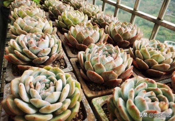 草炭和泥炭哪个更适合多肉,多肉不发根用什么