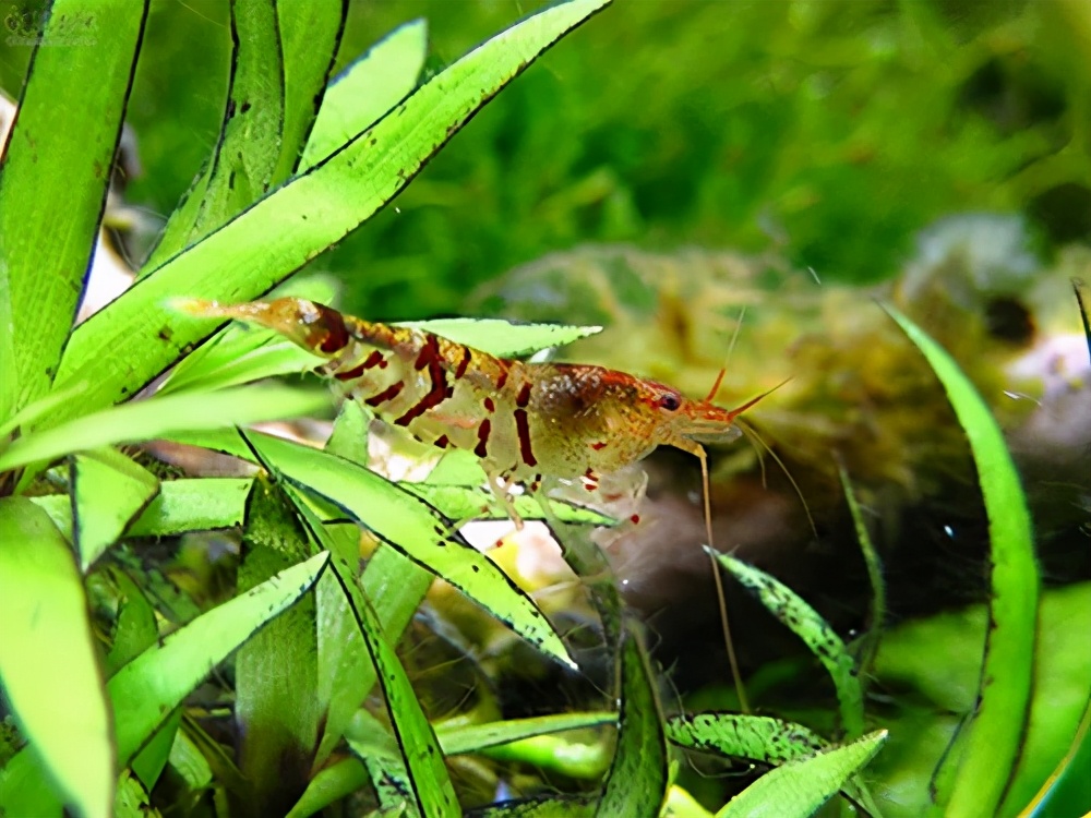 水晶虾养殖技巧和秘诀,菲律宾水晶虾怎么养殖的