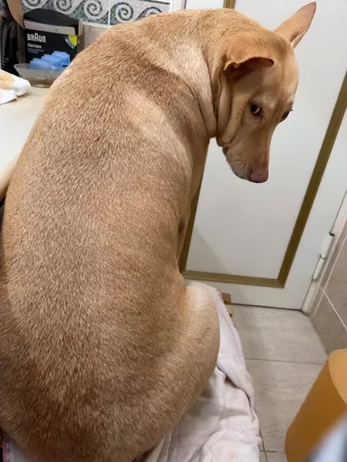 狗狗眼睛不舒服一直眯着,狗狗眯着眼睛怎么回事