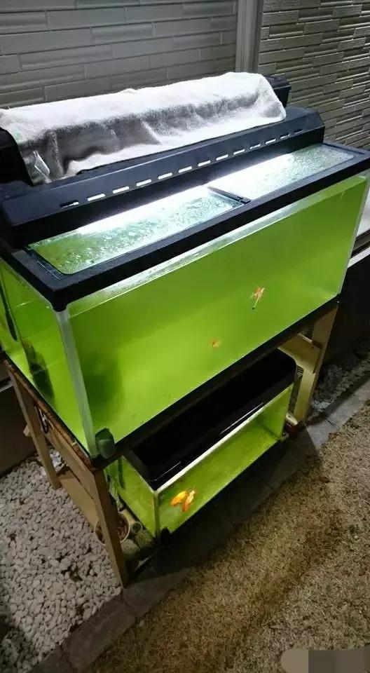 初养金鱼要注意哪些问题,初养金鱼应注意哪些问题