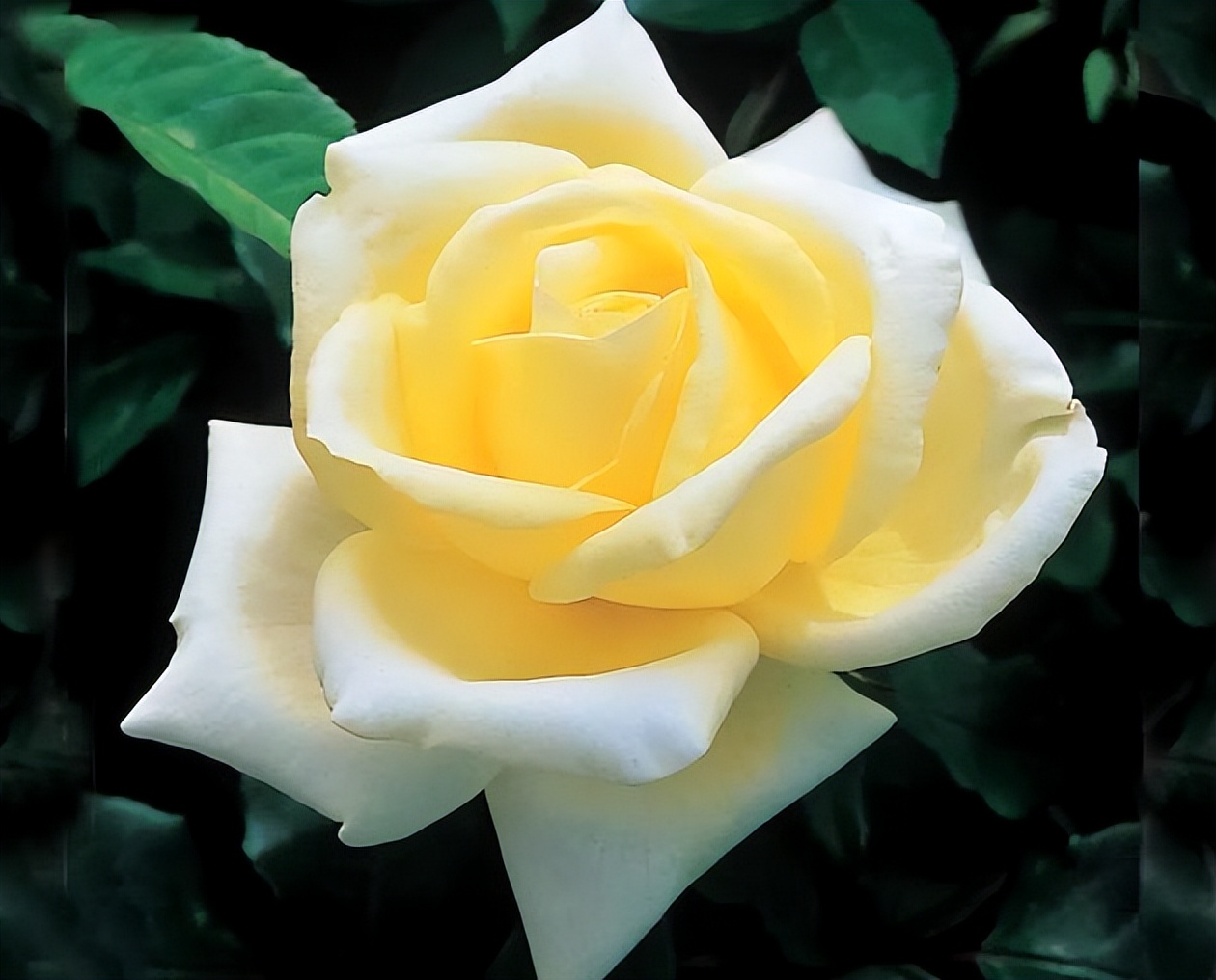 这四种月季颜值高刺又少新手必入,推荐8款高颜值月季