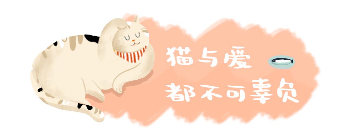 两只猫打架引众猫围观,两只猫打架一只翻肚皮