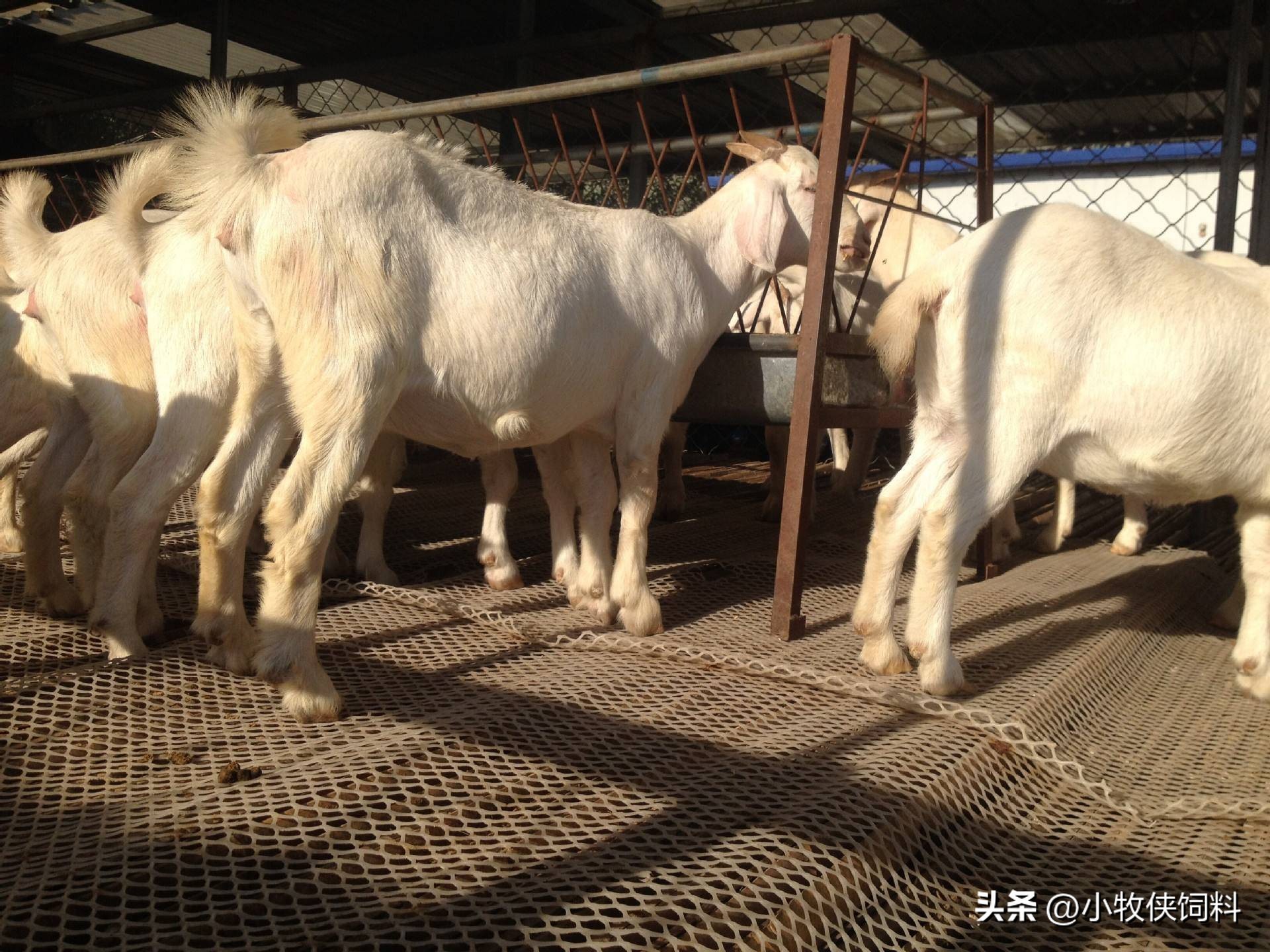 羊身上长脓包的羊能做种羊吗,羊身上长脓包有什么特效药治疗不