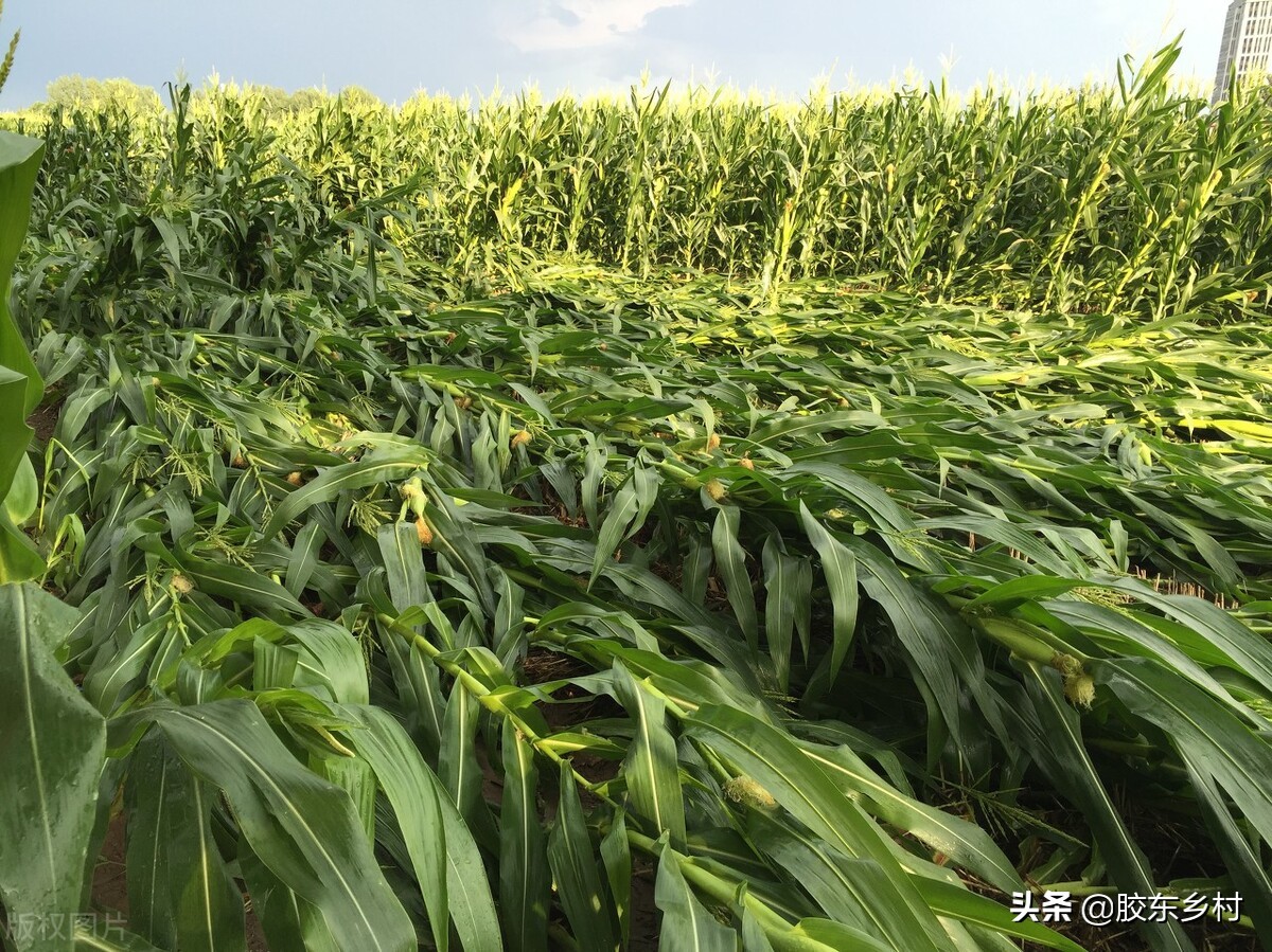 2022年虎下山什么意思,壬寅虎下山是什么意思