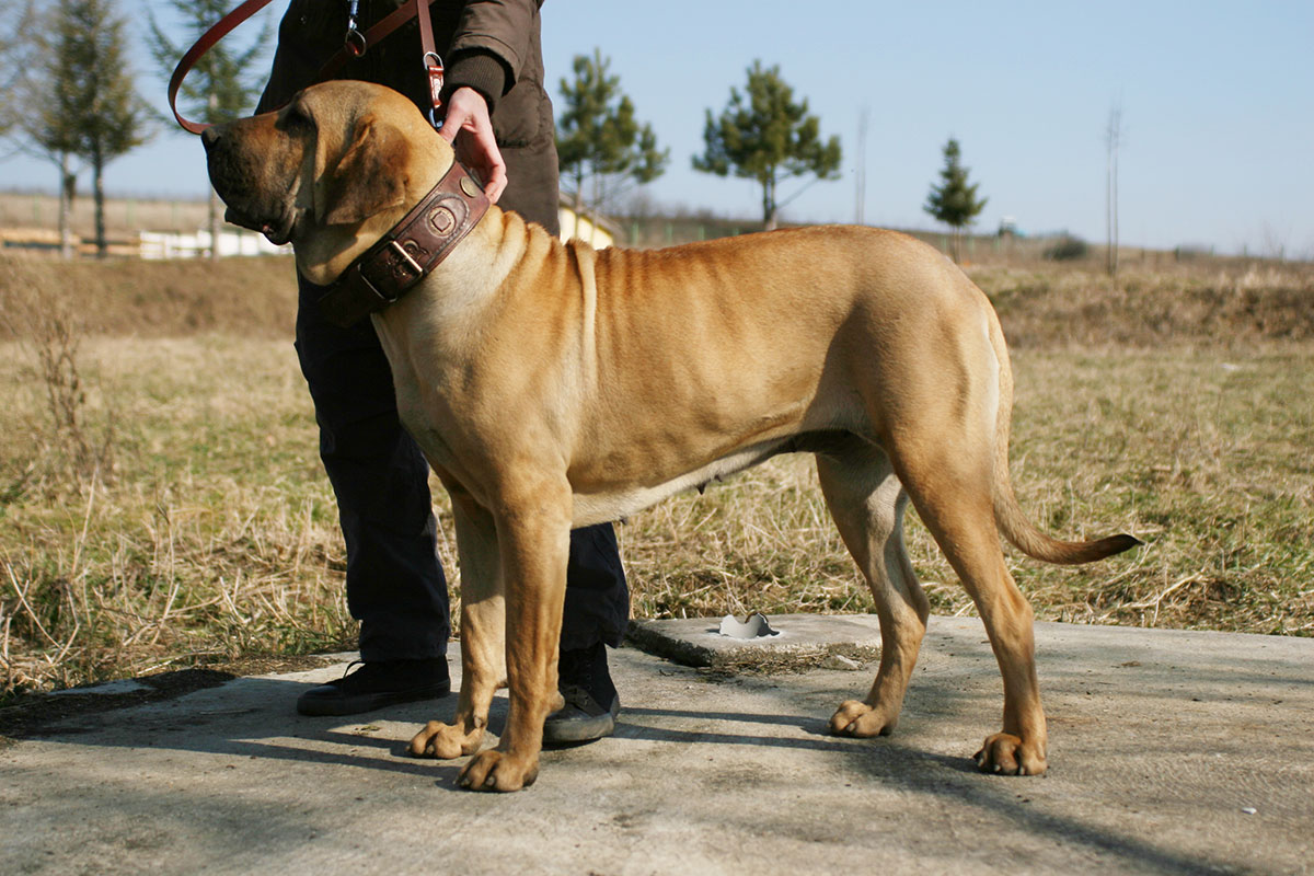 宠物狗最贵最受欢迎的犬叫什么,狗狗排行榜世界十大名犬