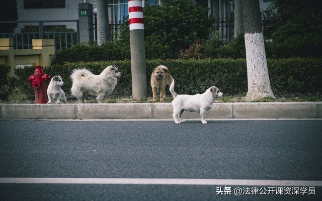 物业对小区养狗有哪些义务和责任,小区宠物管理物业有多大权利