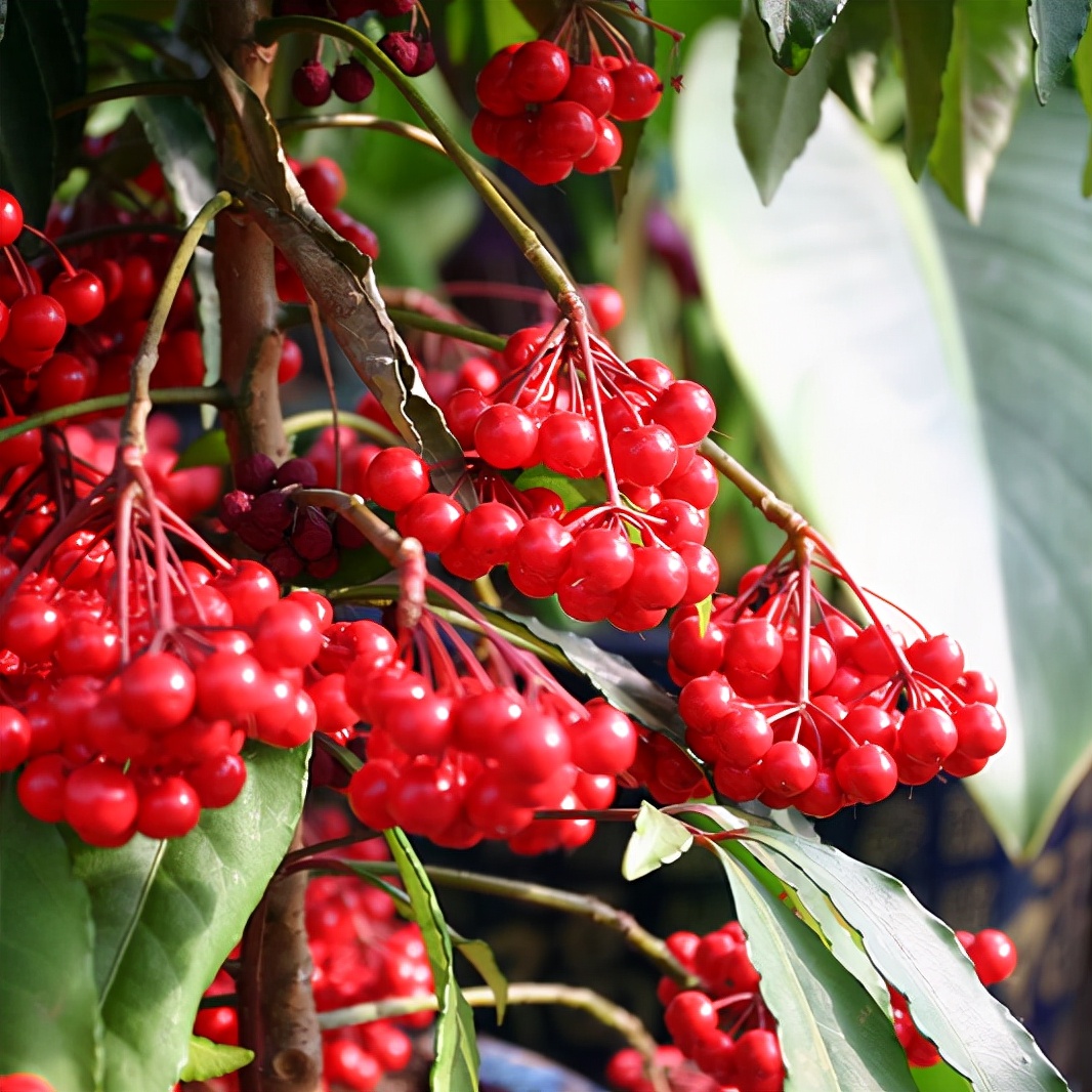 柠檬树适合在家养吗,在家养柠檬树注意点